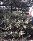 Baccharis pilularis 'Twin Peaks  - grid24_3