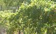 Vitis girdiana, Southern California Grape grows from Santa Ynez,, Santa Barbara, Ojai, across to Inyo County and south the San diego. - grid24_3