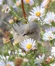 How many bushtit photos do we have?  - grid24_3