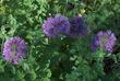 Monardella subglabra (Monardella purpurea x Monardella villosa), Mint Bush, is a natural hybrid, found growing where the two species meet.  - grid24_3