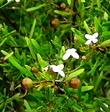 Cneoridium dumosum, BerryRue, is a small shrub in the rue family, with small white flowers, and little brown fruits.  - grid24_3