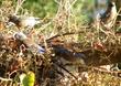 Vitis girdiana, Southern California Grape or Desert Grape with Bluebirds. - grid24_3