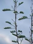 Prosopis pubescens Screwbean Mesquite - grid24_24