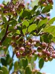 The manzanita berries on Arctostapohylos Baby Bear bush - grid24_3
