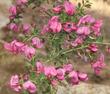Pickeringia montana, Chaparral Pea, is not very common, but so colorful in a  California garden.  - grid24_24