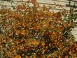 Fremontodendron "Ken Taylor"  espaliered  - grid24_3