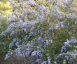 The Mountian Lilac grows in the area between Santa Maria and Lompoc - grid24_3