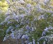 The Mountian Lilac grows in the area between Santa Maria and Lompoc - grid24_24