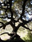 Quercus agrifolia, Coast Live Oak silhouette.  - grid24_3