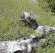 Rhus trilobata, Squaw Bush Sumac in the wild as a groundcover. - grid24_24