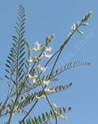 Astragalus trichopodus Southern California Locoweed - grid24_3