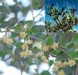 A closeup of the flowers of Cercocarpus betuloides, Mountain Mahogany, with an inset of the plant in fruit.  - grid24_24