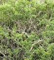 Lycium californicum California Desert Thorn - grid24_3