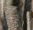 Ptelea crenulata, Hop Tree, bark. Woof. - grid24_3