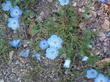 Nemophila menziesii, Baby Blue Eyes, can be  massively inhibited by alien species of Erodium, especially Erodium botrys, in the central coast ranges of California.  - grid24_3