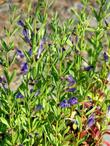 Scutellaria austinae, Skull Cap in flower. - grid24_3