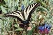 A pale Swallowtail on a Salvia Celestial Blue. - grid24_24