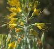 Here is a closeup of the inflorescence of Isomeris arborea, Bladderpod. - grid24_24