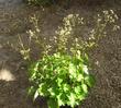 Boykinia occidentalis,  likes shady moist conditions.  - grid24_3