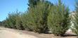 Cupressus forbesii, Tecate Cypress as a  hedge row. No water and the little trees look decent. Reports of 15 ft. in 3 years. - grid24_24