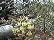 Astragalus Douglasii, Douglas milkvetch old photo - grid24_3