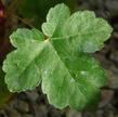 Acer glabrum Mountain Maple - grid24_3