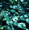 Asarum caudatum, Wild Ginger, in an underground parking garage, San Luis Obispo, California. - grid24_3