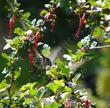 Ribes speciosum, Fuchsia Flowered Gooseberry, is the most popular gooseberry in California.  - grid24_3