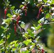 Ribes speciosum, Fuchsia Flowered Gooseberry, is the most popular gooseberry in California.  - grid24_24