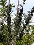 Myrica californica Pacific Wax Myrtle seed - grid24_3