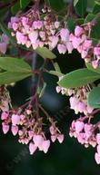 Arctostaphylos stanfordiana bakeri, Louis Edmunds manzanita in flower. - grid24_3