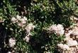 An old picture of ceanothus rodericki - grid24_3