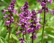 Stachys Chamisonnis has an amazing flower show - grid24_3