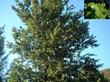 Island Oak, Quercus tomentella is native to  the Channel Islands - grid24_3