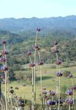 Chia, Salvia columbariae with a view. - grid24_3