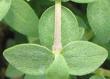 Philadelphus microphyllus,  Littleleaf Mock orange fuzzy leaf - grid24_3