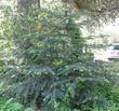 A young specimen of Abies bracteata, Santa Lucia Fir, in our Santa Margarita garden in the spring.  - grid24_3