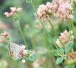 Eriogonum parvifolium, Cliff Buckwheat with Acmom Blue Butterfly. - grid24_24