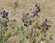 Dalea (Psorothamnus) fremontii, Indigo Bush, is here visited by a butterfly of the desert, near Ridgecrest, California. - grid24_3