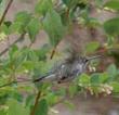 Symphoricarpos albus laevigatus,  Common Snowberry with hummingbird. - grid24_3