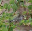Symphoricarpos albus laevigatus,  Common Snowberry with hummingbird. - grid24_24