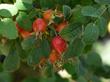 Rosa pinetorum Whiskey Rose - grid24_3