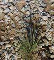 Stipa coronata depauperata Parsh's Needle Grass - grid24_3