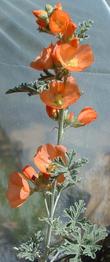 Sphaeralcea grossulariifolia Gooseberry leaf Globemallow - grid24_3