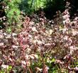 Heuchera hirsutissima, Idyllwild Rock Flower, is here shown massed together, in its natural mountain habitat.  - grid24_3