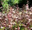 Heuchera hirsutissima, Idyllwild Rock Flower, is here shown massed together, in its natural mountain habitat.  - grid24_24