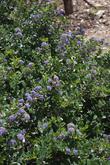 Ceanothus gloriosus Heart's desire makes a great small mounding groundcover. Excellent as a sidewalk border or if up against a wall,as shown here,  foundation plant. - grid24_3
