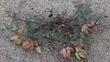 Astragalus Douglasii,  Douglas milkvetch plant - grid24_3