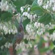 Anna Hummingbird working the flowers of Dr. Hurd manzanita - grid24_24