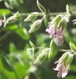 Lepechinia fragrans, Wallace's Pitcher Sage, grows well in filtered shade, and more flowers in morning sun. - grid24_3
